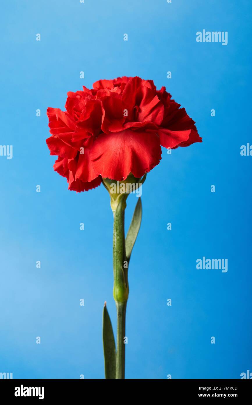 Beautiful red Dianthus flower on blue background Stock Photo