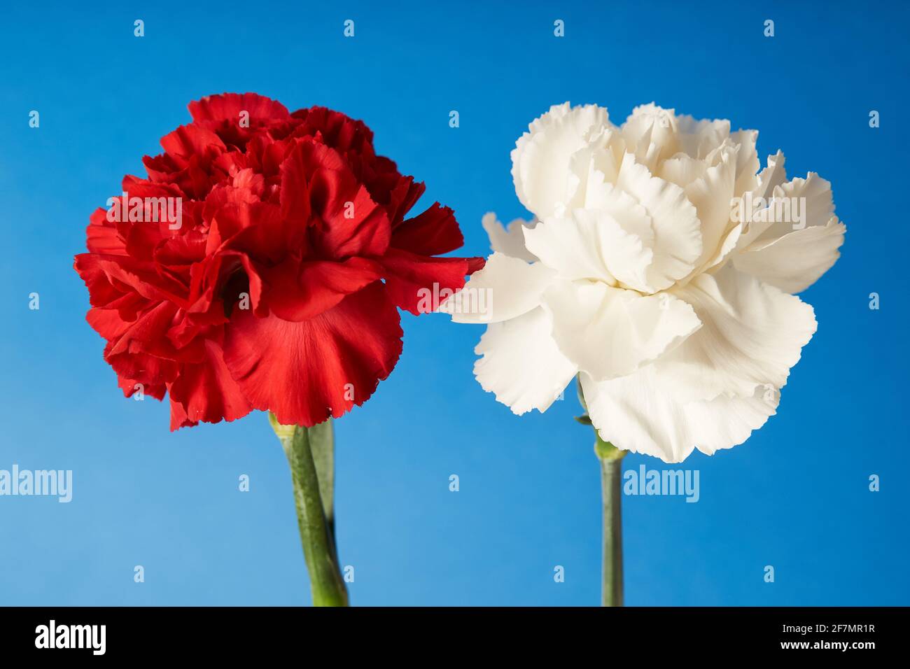 Beautiful red and white Dianthus flowers on blue background Stock Photo