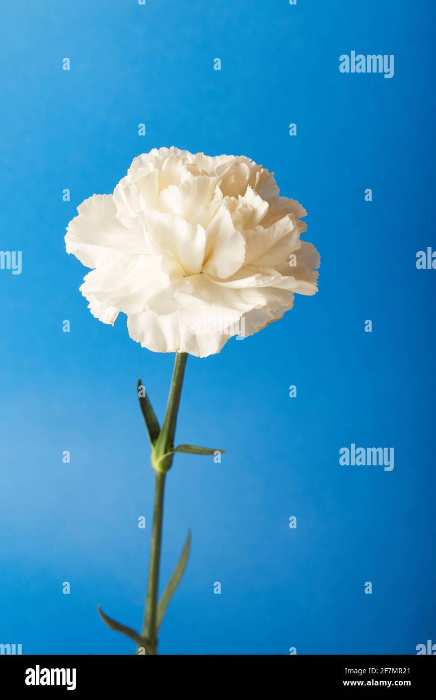 Beautiful white Dianthus flower on blue background Stock Photo