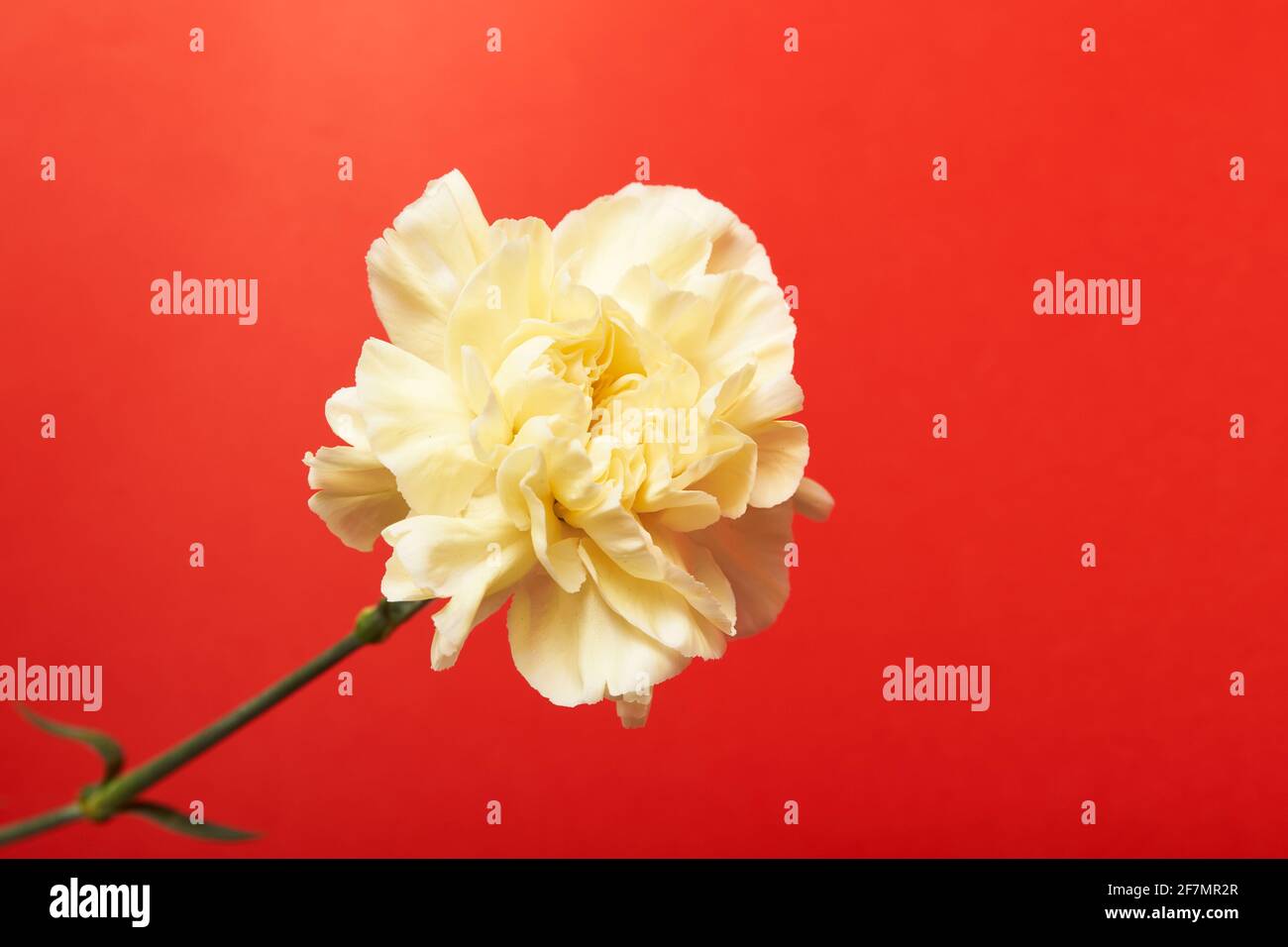 Beautiful yellow Dianthus flower on red background Stock Photo