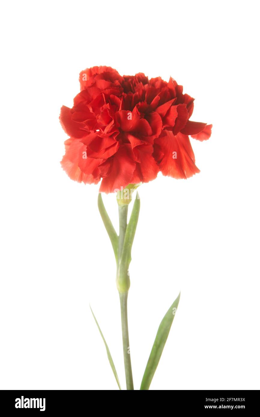 Beautiful red Dianthus flower on white background Stock Photo