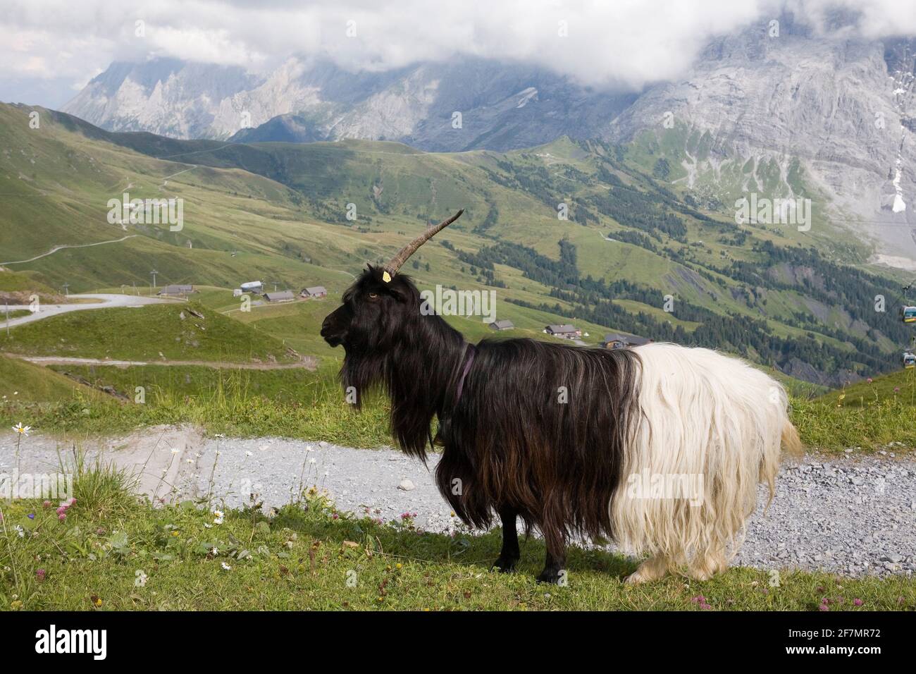 Valais Blackneck goat on an Alpine pasture at First, Bernese Oberland, Switzerland Stock Photo