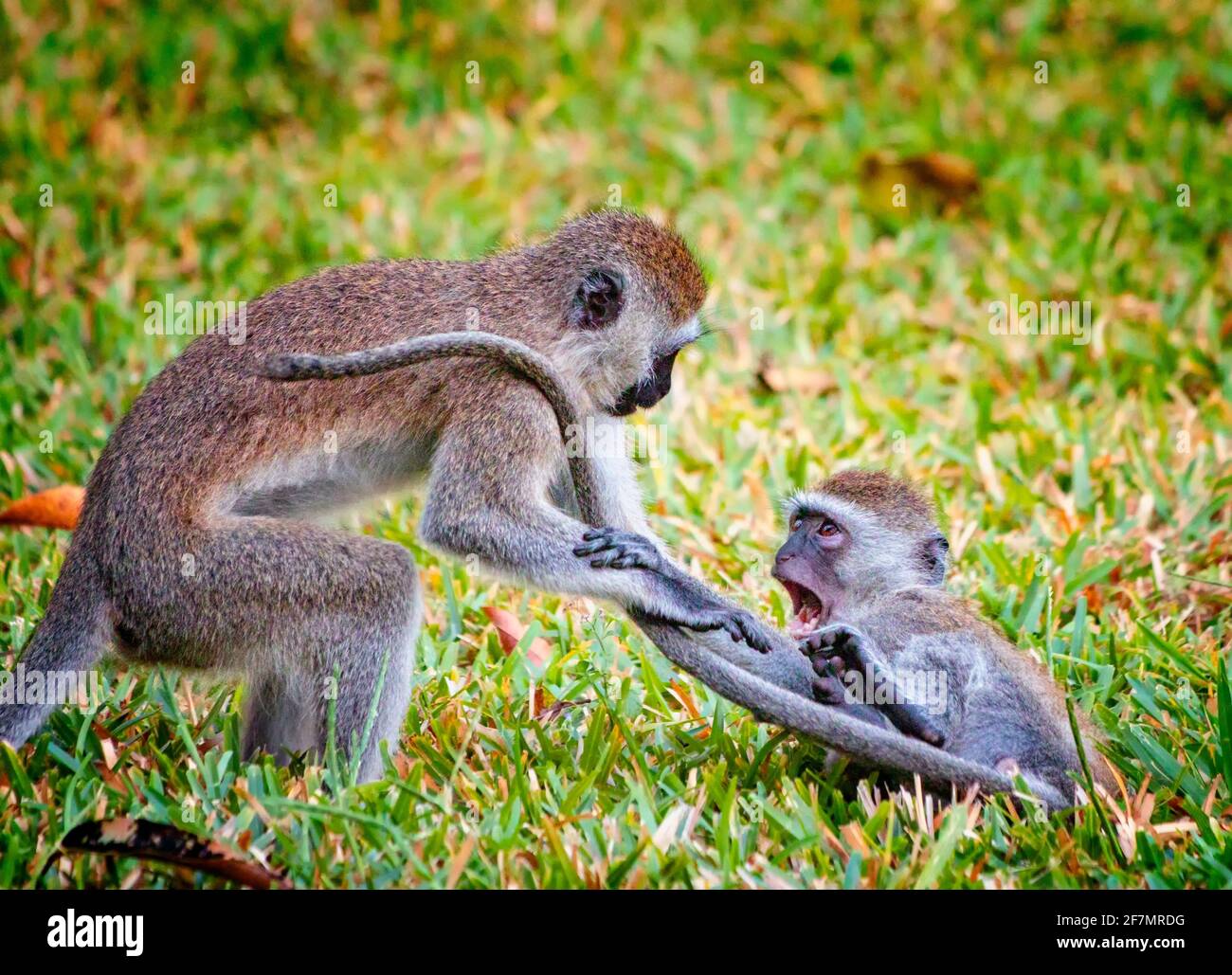 Two monkeys are playing and fighting. They are Sykes, Cercopithecus albogularis, on Diani beach. It is cute. This is a photo of wildlife in Kenya Stock Photo