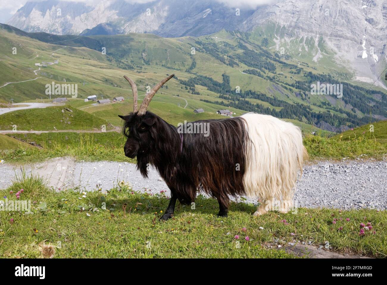 Valais Blackneck goat on an Alpine pasture at First, Bernese Oberland, Switzerland Stock Photo