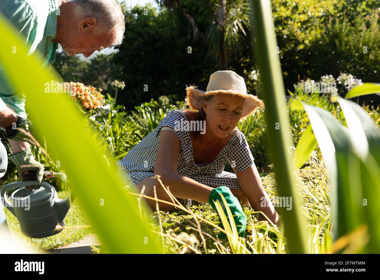 Happy caucasian senior couple gardening, tending to plants in sunny garden Stock Photo