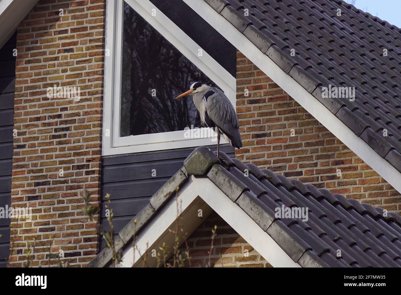 Grey heron (Ardea cinerea), a long-legged predatory wading bird of the heron family, Ardeidae. On the roof looking for frogs in our pond in the garden Stock Photo