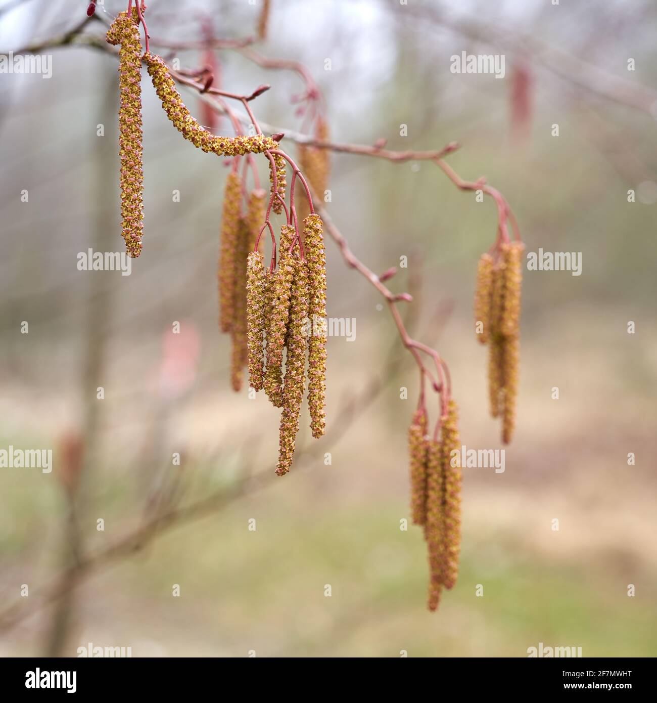 Male flowers of a gray alder (Alnus incana) at the time of pollen flight in spring at a lake Stock Photo
