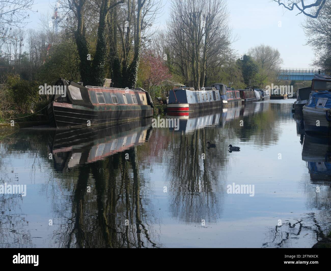 Narrow boats moored along a canal with tree's reflection in the water containing two ducks. Cassiobury Park, Watford, England. Stock Photo