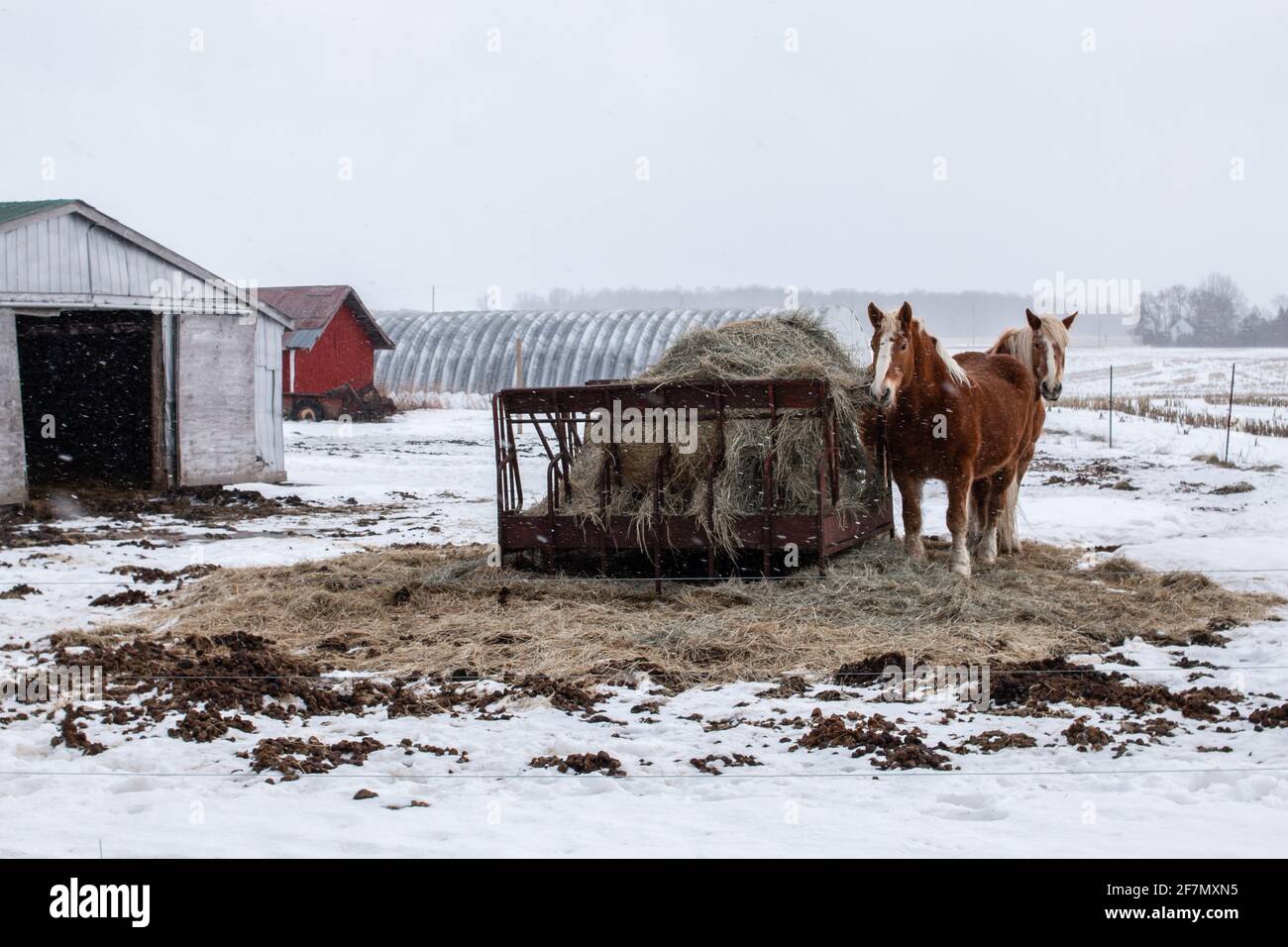 A pair of palomino clydesdale horses next to a bale of hay on an iron structure in the middle of a blizzard in the Ontario countryside. Stock Photo