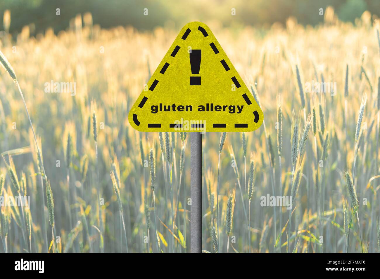 danger sign gluten allergy in a cereal field at sunset. Stock Photo