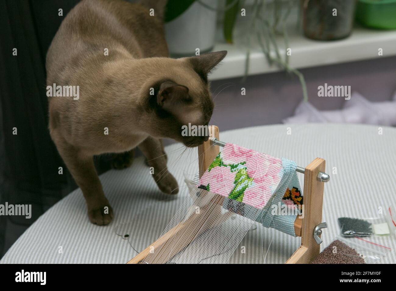 Weaving from beads. Curious domestic Siamese cat is interested in bead jewelry. The braiding machine and beads are ready for work. Stock Photo