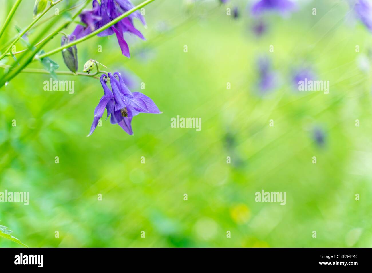 botanical summer green background. blue flowers bells on blur background Stock Photo