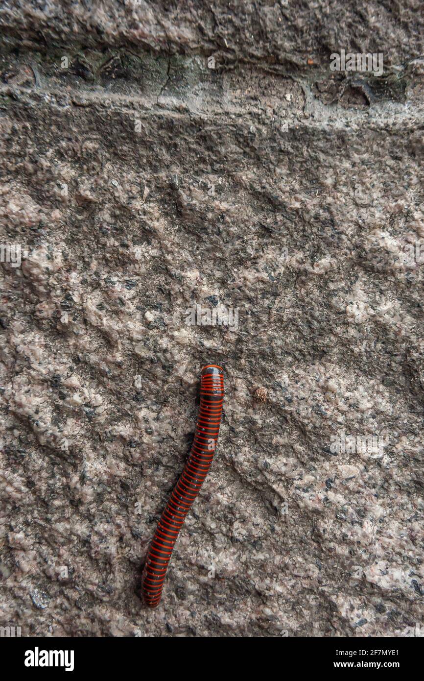 Three Gorges Dam, China - May 6, 2010: Portrait Closeup of black and red millipede on gray-white wet rocky surface. Stock Photo
