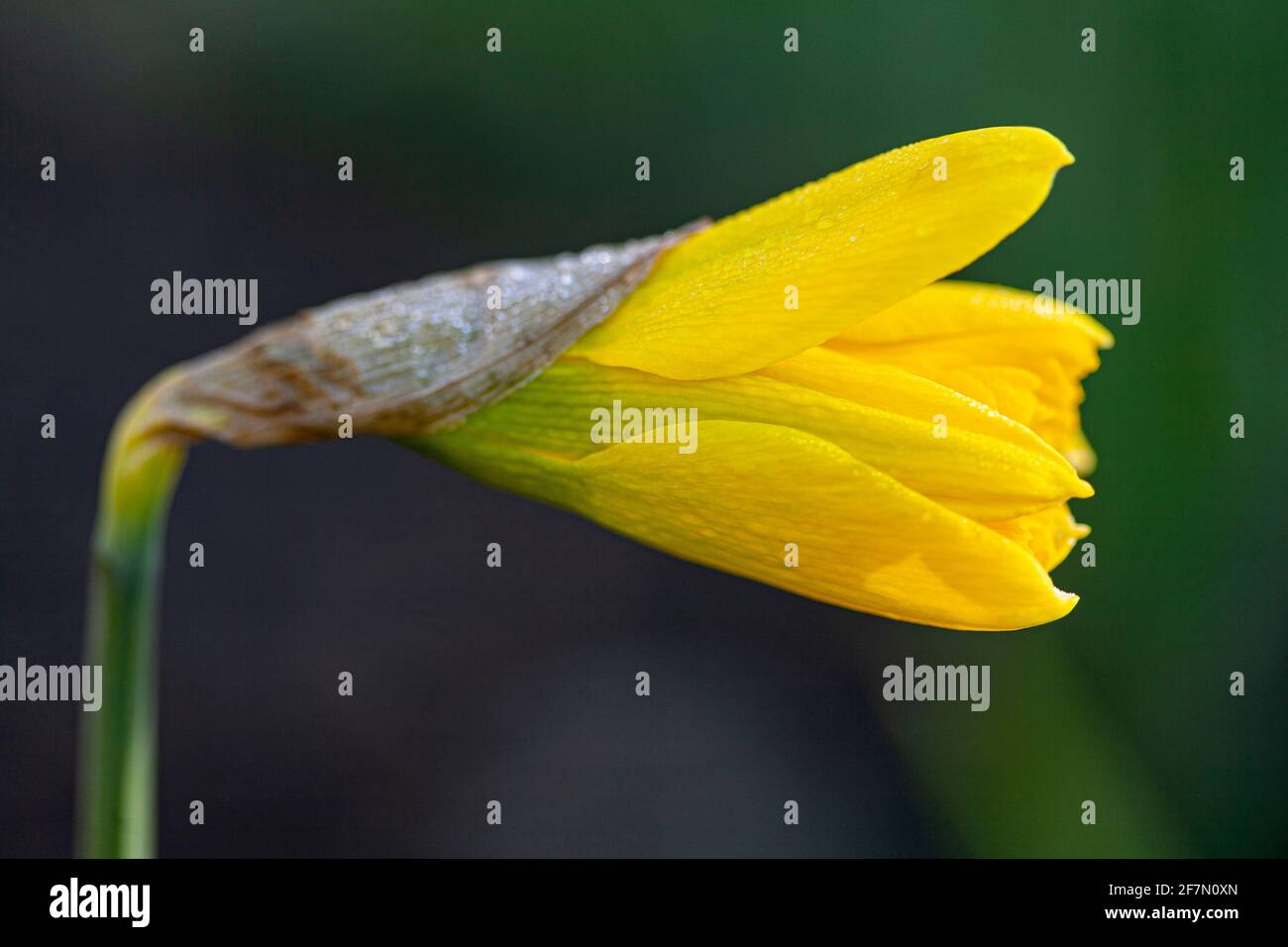 Yellow daffodil flower Stock Photo