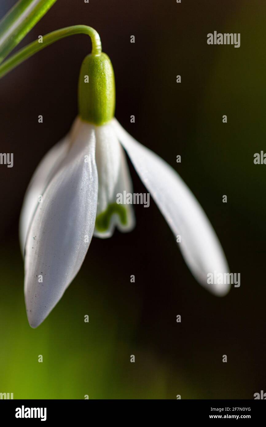 Snowdrop flower in early spring Stock Photo