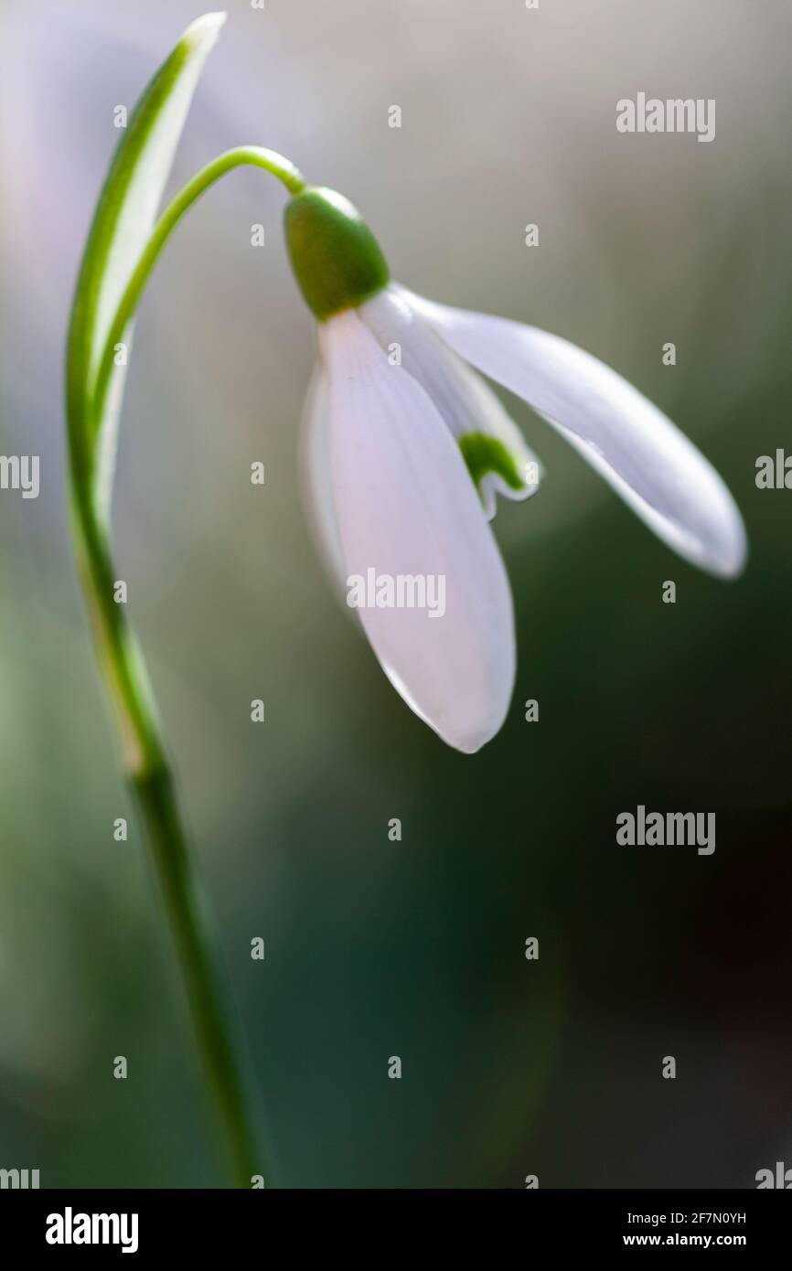 Snowdrop flower in early spring Stock Photo