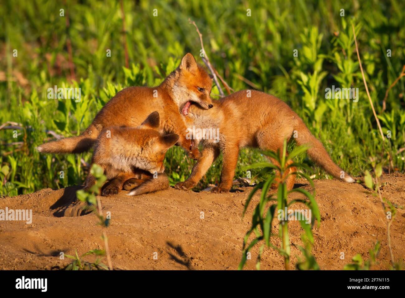Family red fox playing on den in springtime nature Stock Photo - Alamy