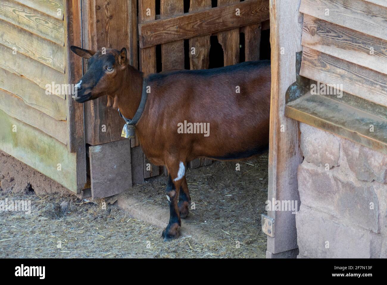 Braune Ziege mit Glöckchen um den Hals Stock Photo