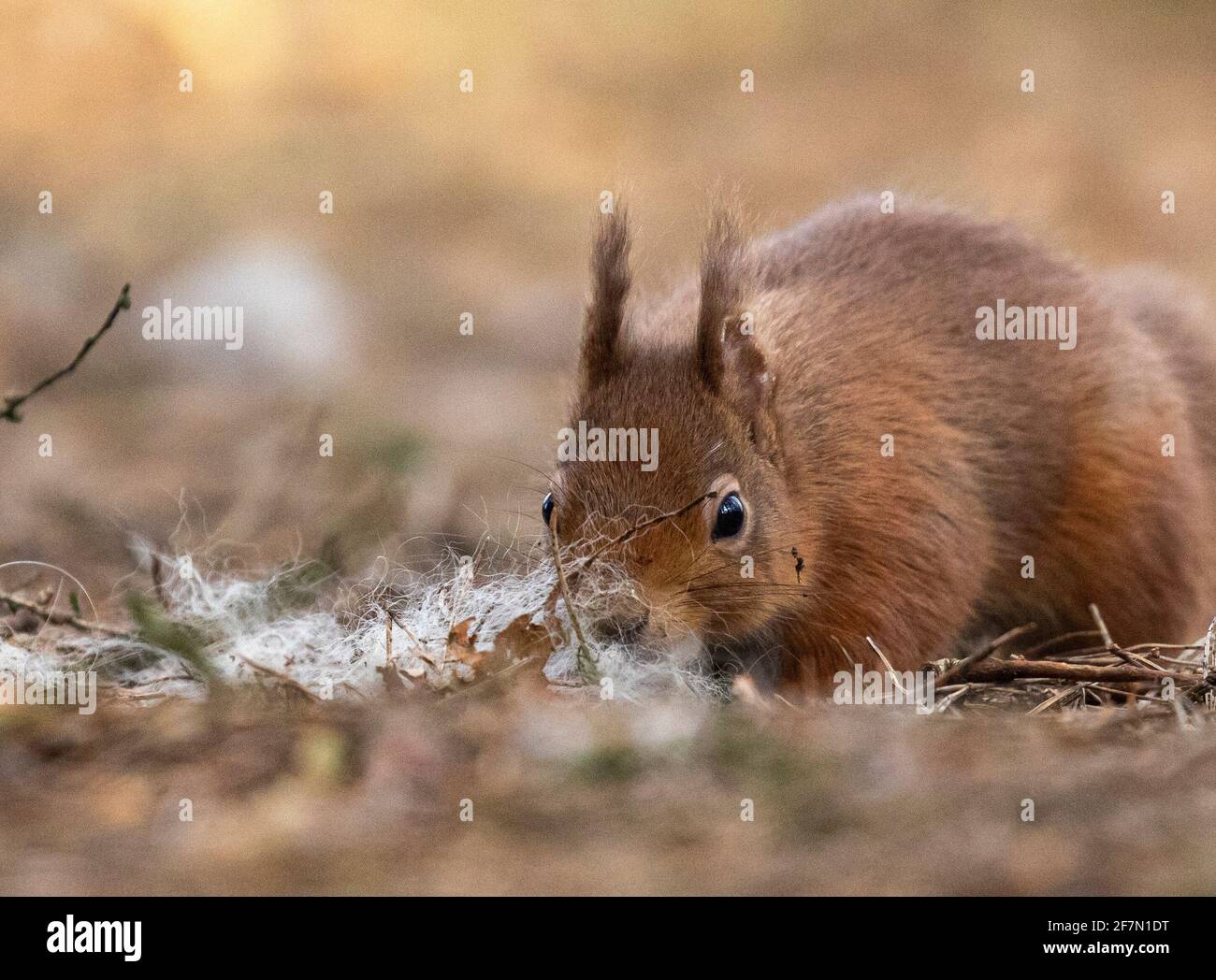 Red Squirrels, Scotland Stock Photo - Alamy