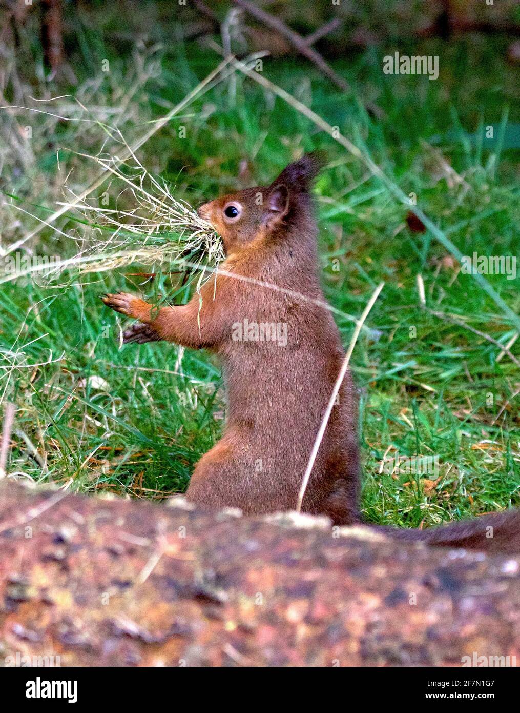 Red Squirrels, Scotland Stock Photo - Alamy