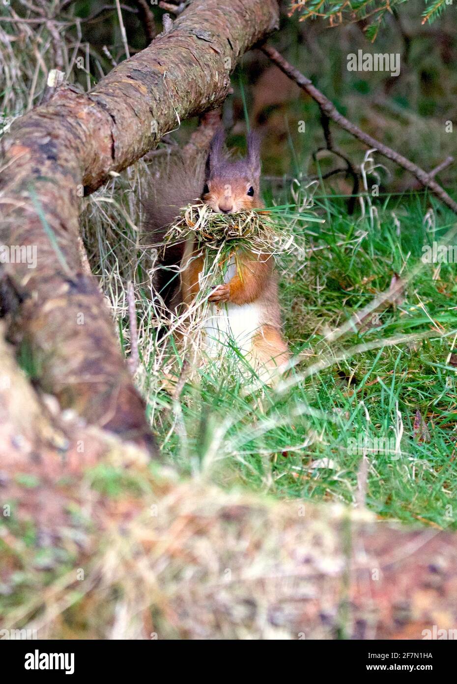 Red Squirrels, Scotland Stock Photo - Alamy