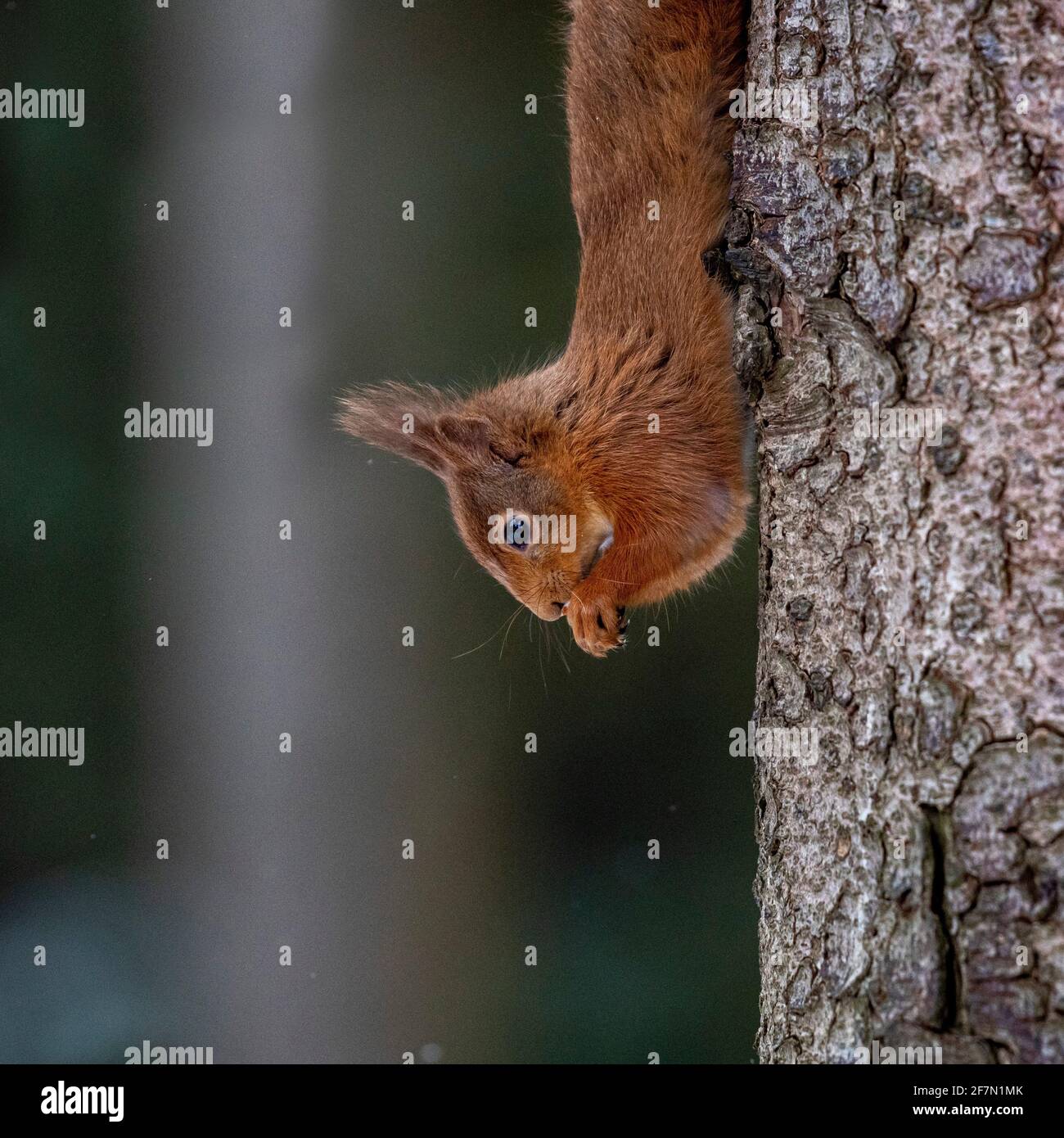 Red Squirrels, Scotland Stock Photo - Alamy