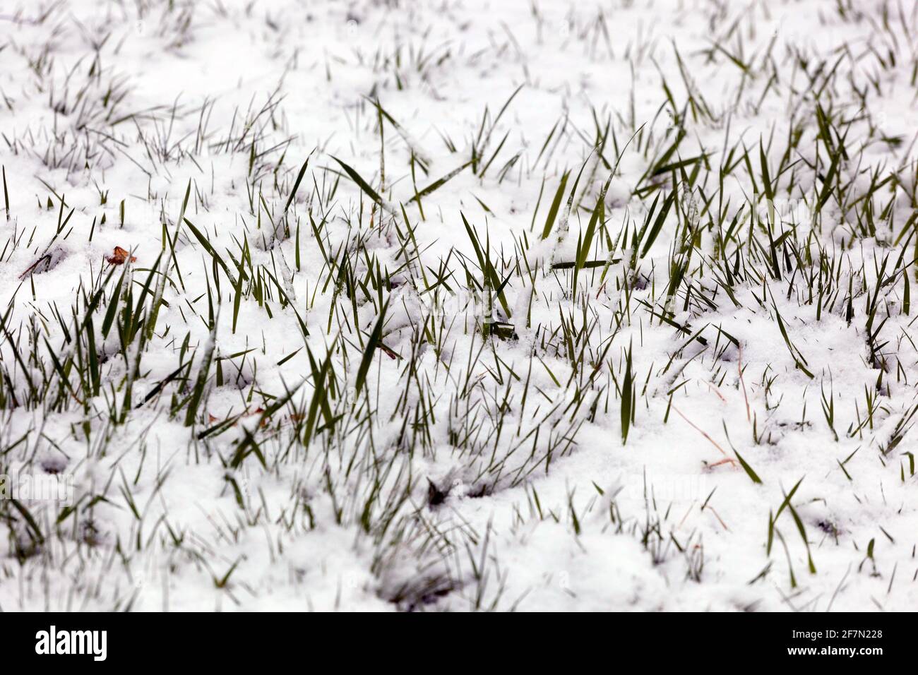 Fresh grasses snow-covered winter grasses Stock Photo