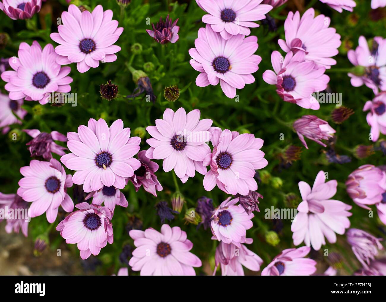 Group of small purple flowers on a green background. Osteospermum fruticosum, African daisy, detail photograph, background out of focus. Stock Photo