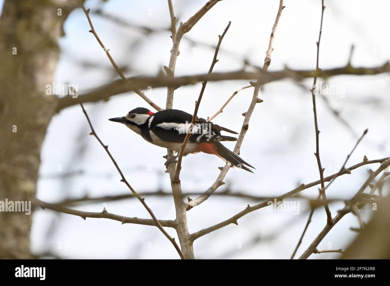 A spotted woodpecker sitting on a tree Stock Photo