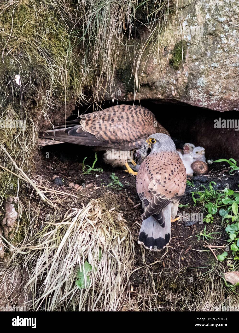 Cliff - nesting Kestrels, Scotland Stock Photo - Alamy