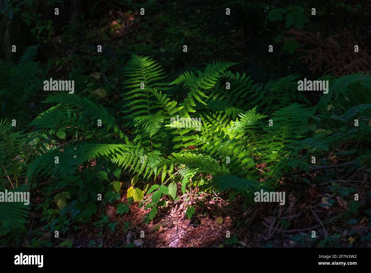 Farn auf dem Waldboden im Sonnenlicht Stock Photo