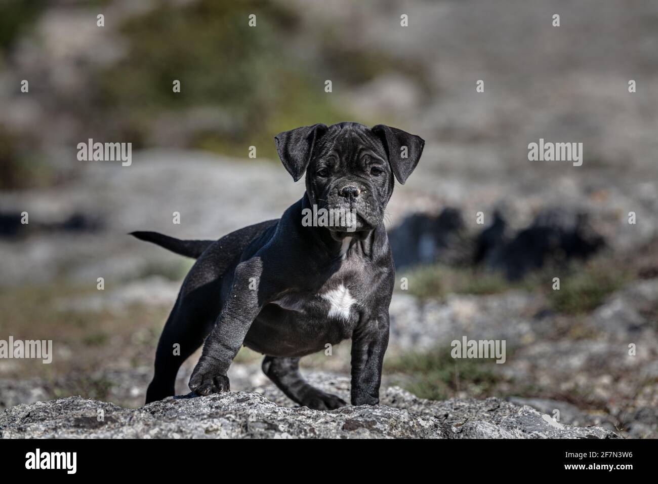 black and white spotted pitbull puppy