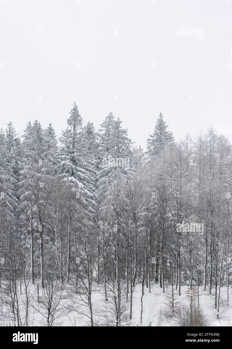 Trees in forest covered by snow in winter Stock Photo - Alamy