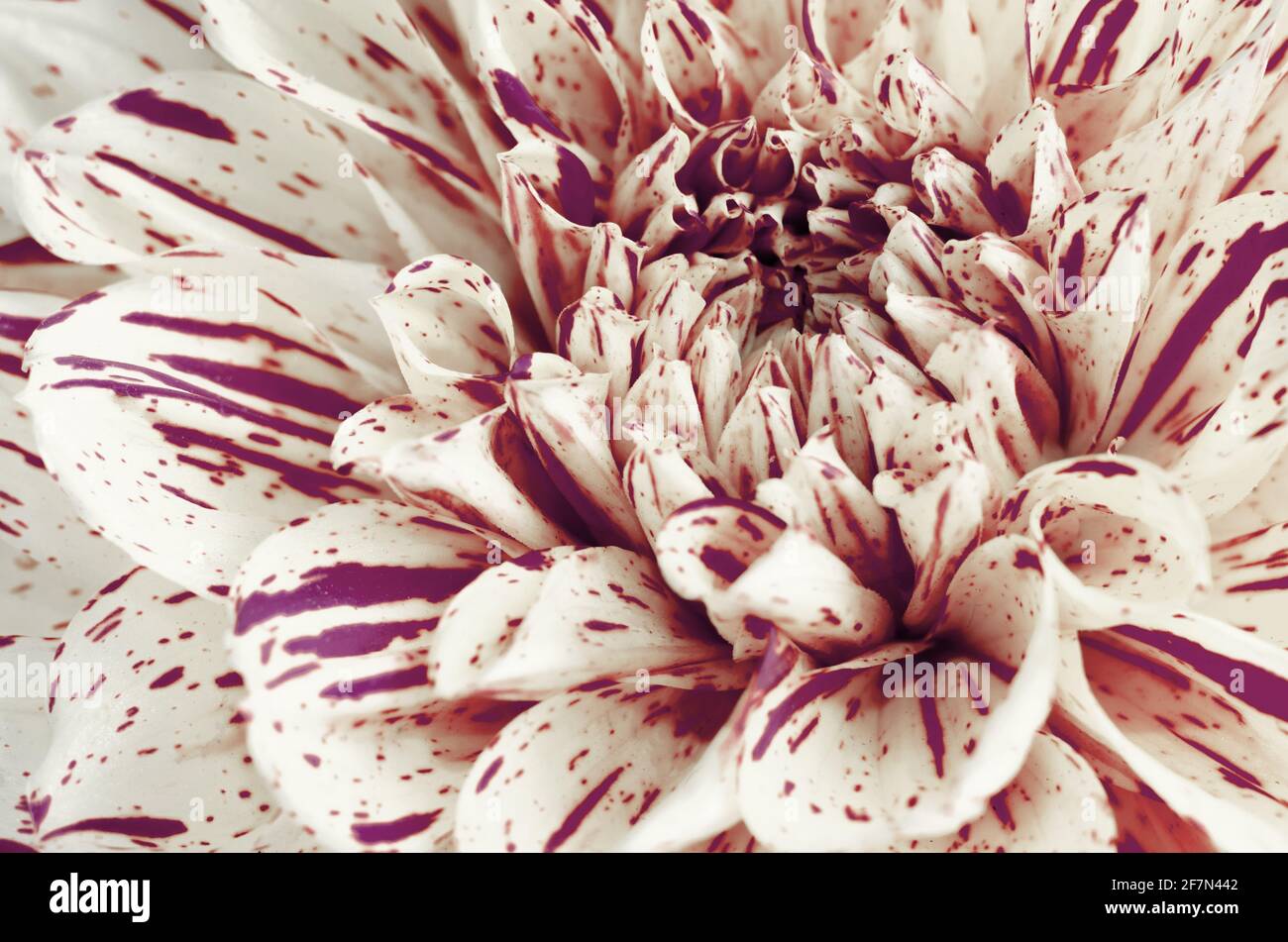 Abstract background with Dotted petals of Dahlias flower macro. Stock Photo