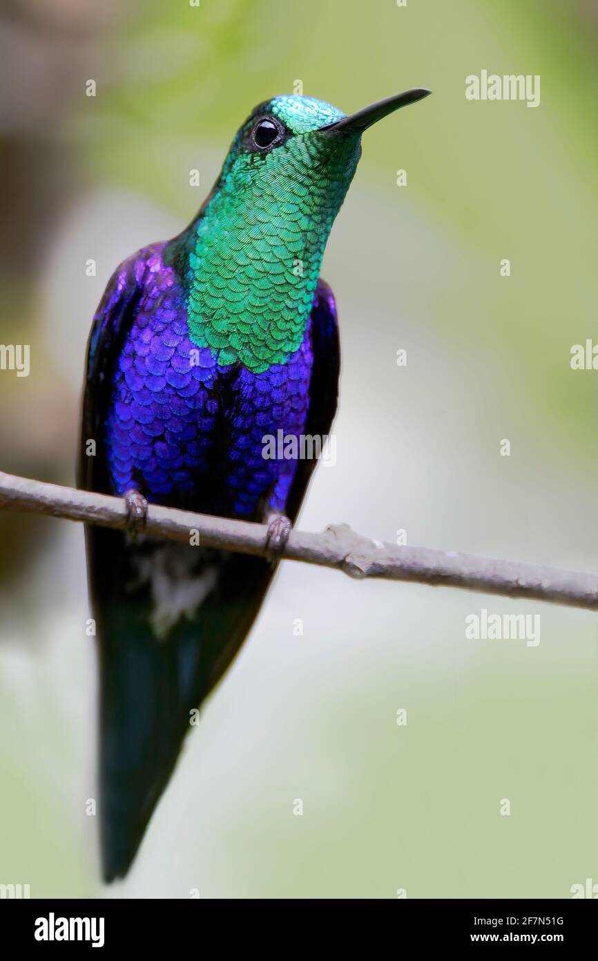 Female green crowned woodnymph hi-res stock photography and images - Alamy