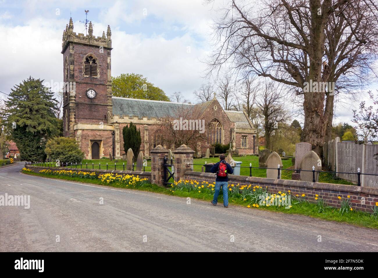 Man walking past St Leonard's Church and churchyard  in the village of Warmingham near Crewe Cheshire  in the springtime with daffodills Stock Photo