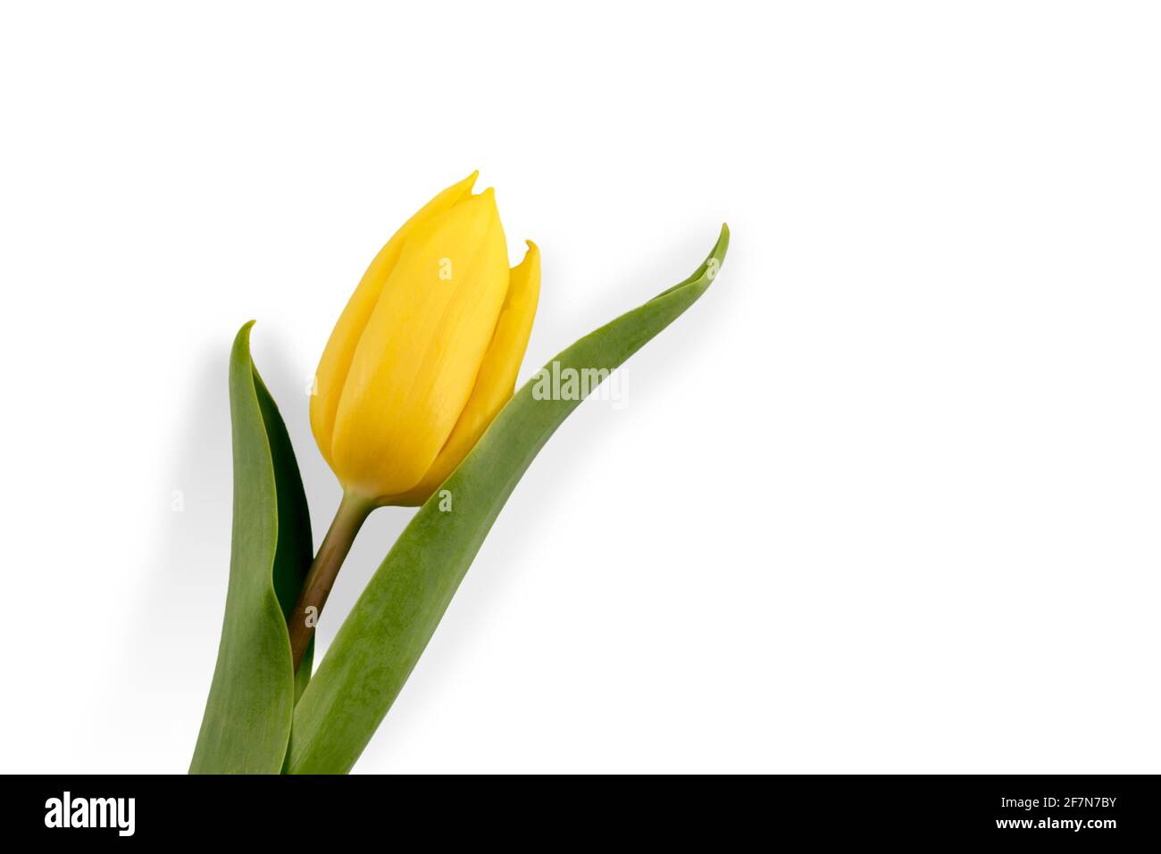 tulip flower with yellow petals and green leaves isolated on white ...