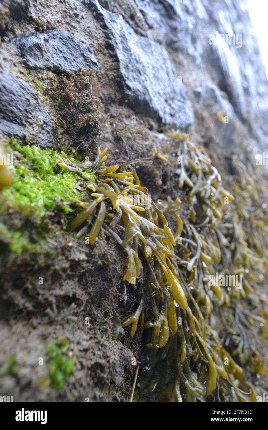A stone wall on a muddy beach at the seashore. Damp green and brown bladderwrack seaweed hanging limply. Stock Photo