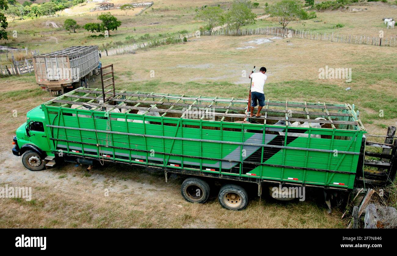 Comitiva de gado, peão de boiadeiro, boi, Cortege of Cattle, Peasant of  Cowboy, Ox, Bos taurus, Miranda, Mato Grosso do Sul, Brazil Stock Photo -  Alamy