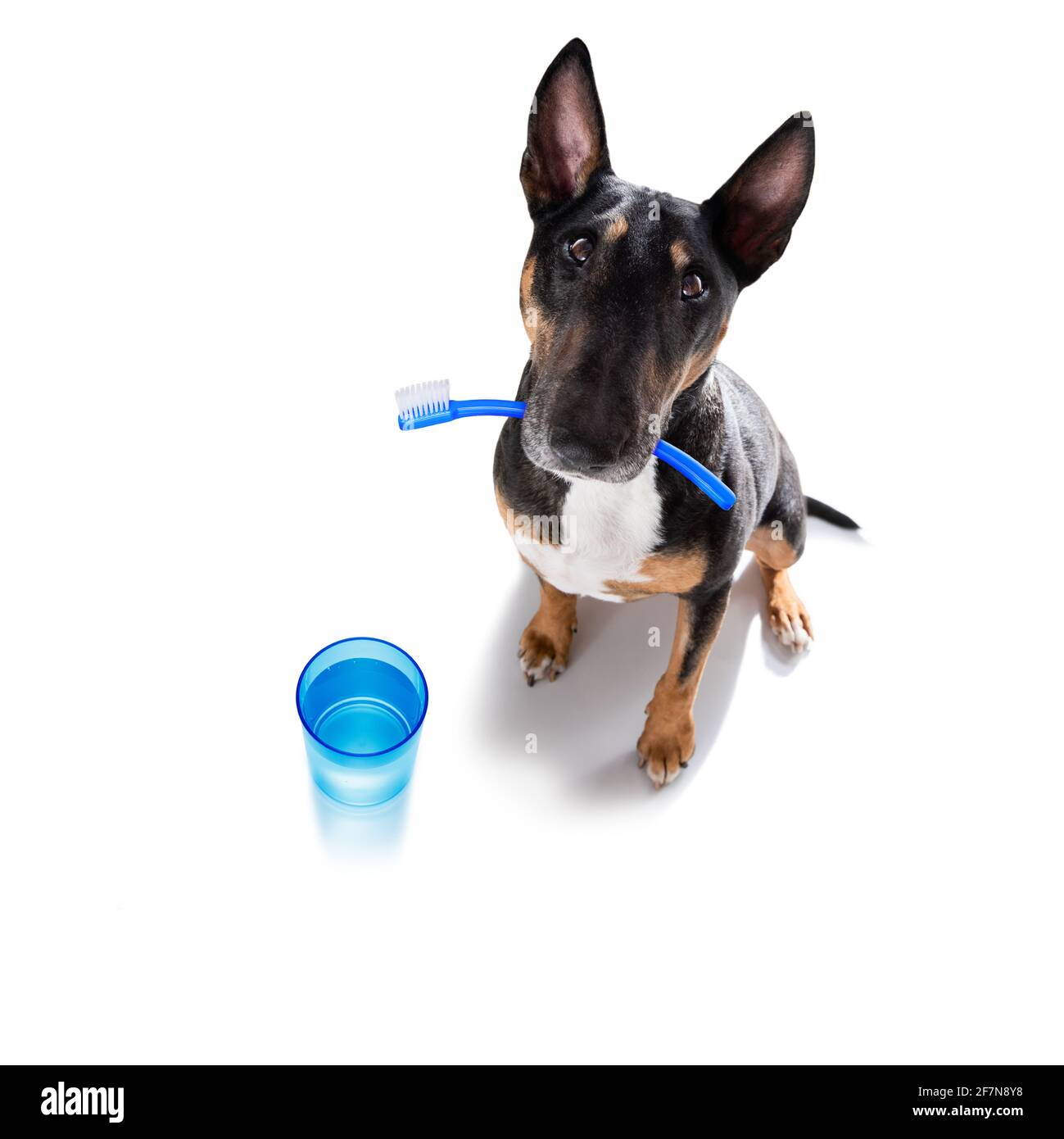 bull-terrier-dog-holding-a-toothbrush-with-mouth-isolated-on-white