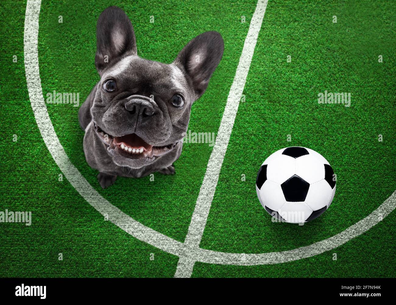 Bulldog Fan High Resolution Stock Photography And Images Alamy