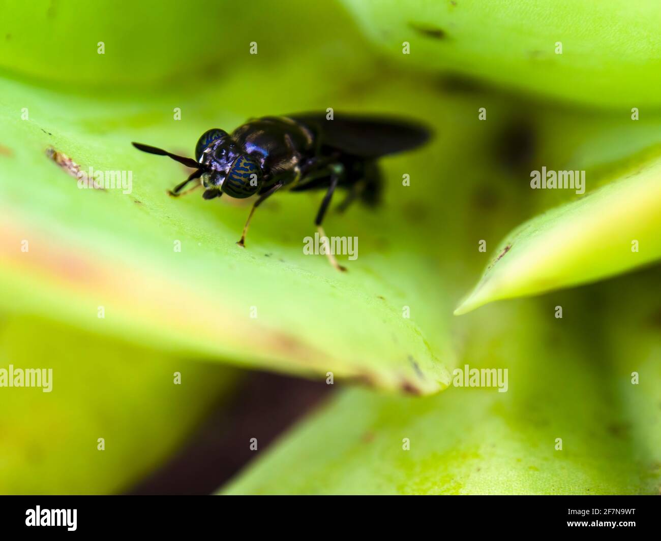 Macro photography of a black soldier fly standing on a succulent plant leaf, captured at a garden near the colonial town of Villa de Leyva, Colombia. Stock Photo