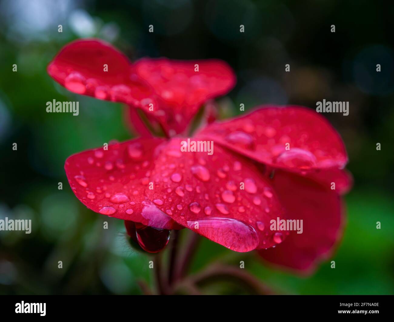 Macro photography of drops of water on a garden geranium flower, captured in a garden near the town of Arcabuco in the central Andean mountains of Col Stock Photo