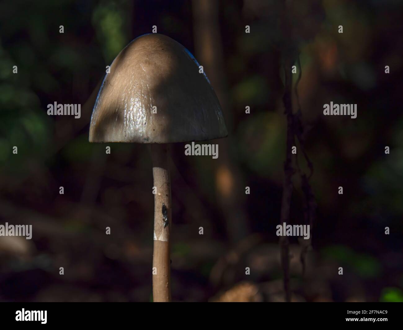 Macro photography of petticoat mottlegill mushrooms, captured in a field near the colonial town of Villa de Leyva, Colombia. Stock Photo