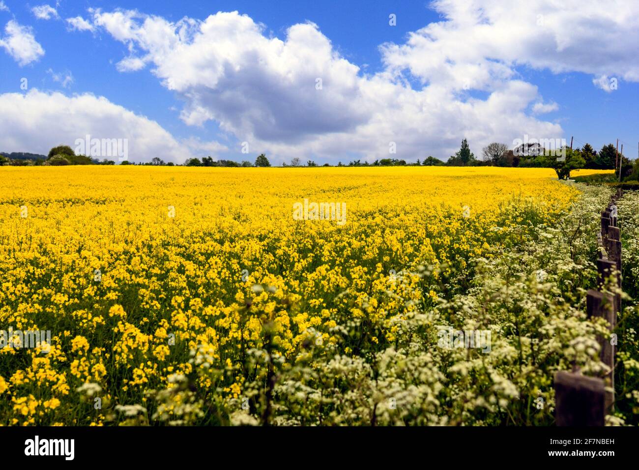 Yellow Rape Seed Crop Field in rural England Stock Photo