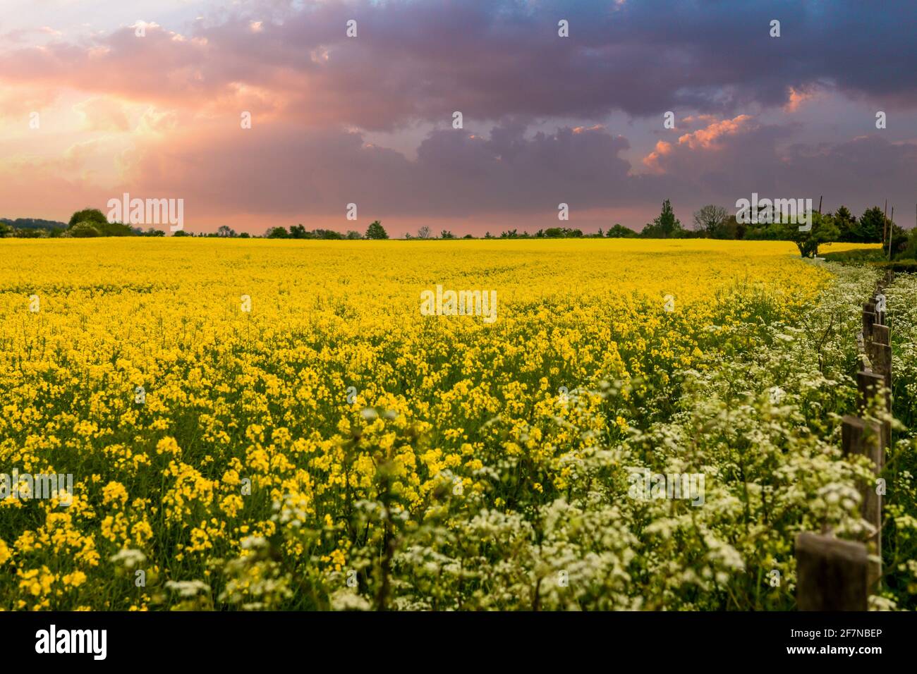 Yellow Rape Seed Crop Field in rural England Stock Photo