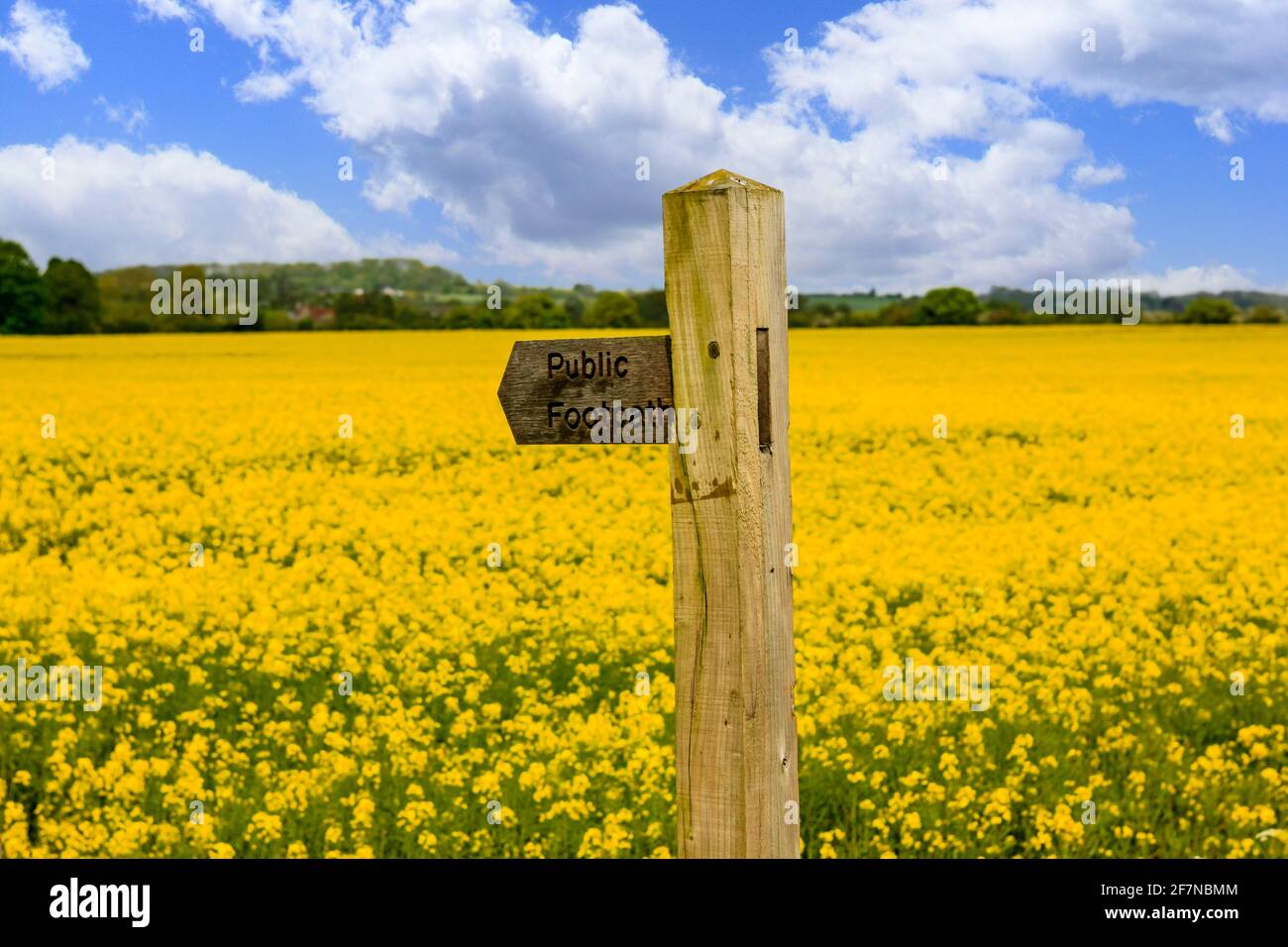 Yellow Rape Seed Crop Field and Public Footpath sign in rural England Stock Photo