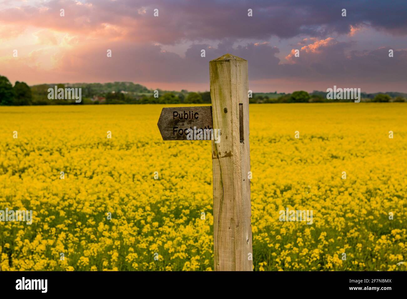 Yellow Rape Seed Crop Field and Public Footpath sign in rural England Stock Photo