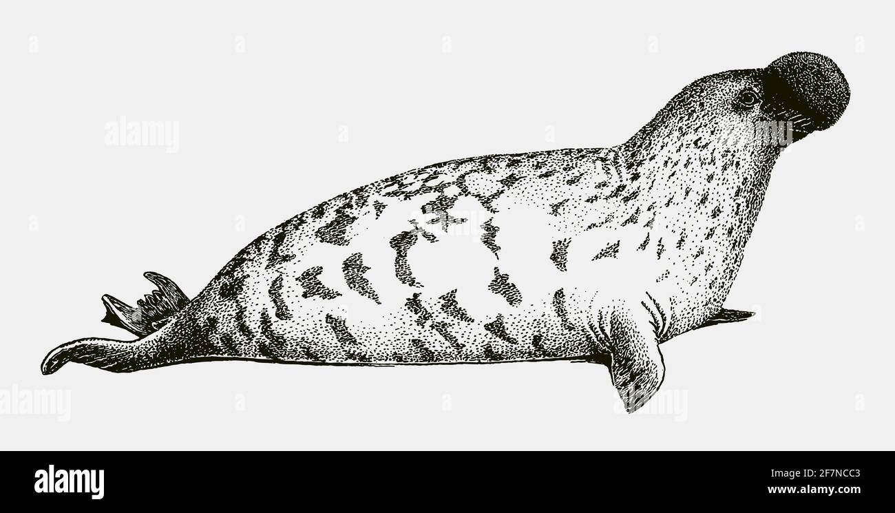 Threatened male hooded seal, cystophora cristata from the North Atlantic Ocean in profile side view Stock Vector
