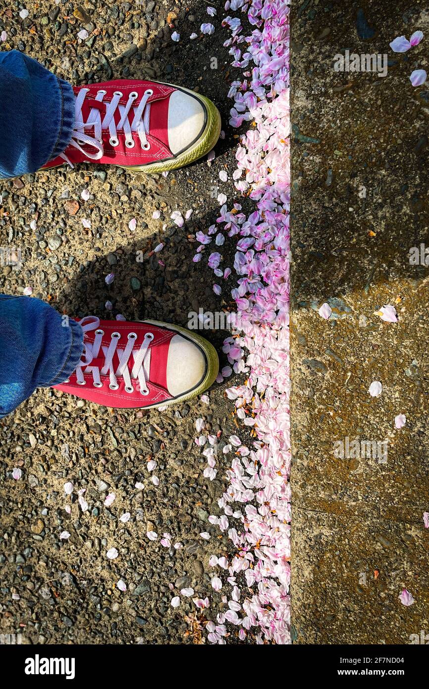 Cherry blossoms, chucks, and a shadow next to the curb. Stock Photo